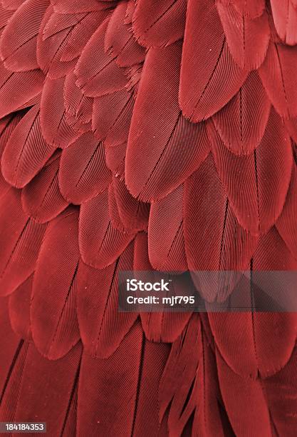 Macaw Feathers Stock Photo - Download Image Now - Animal, Animal Wildlife, Bird