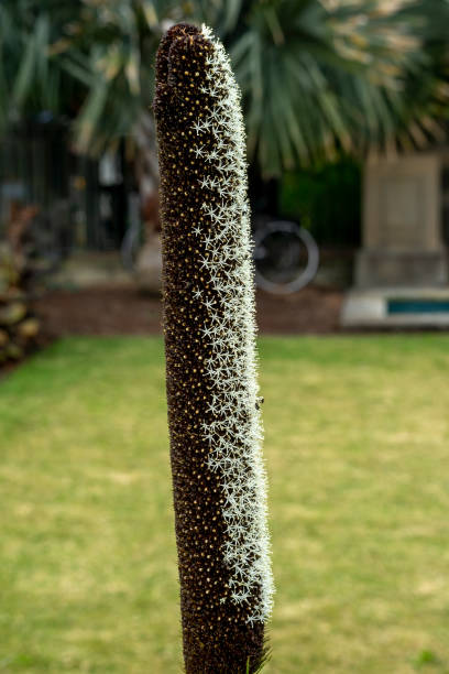 istock Australian native grasstree (xanthorrhoea australis) flower spike with blurred garden background 1841868564