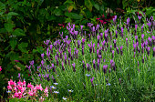 Purple flowers of a topped or spanish lavender shrub (lavandula stoechas)