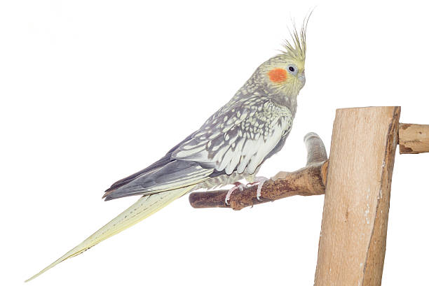 istock Female Cockatiel Isolated on White 184187432