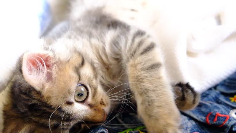 Pretty cute kitten relaxing on the bed with heap clothes. Tabby cat. Funny pets.