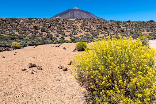 Yellow flixweed with scenic view on volcano Pico del Teide and Montana Blanca, Mount El Teide National Park, Tenerife, Canary Islands, Spain, Europe. Hiking trail to La Fortaleza from El Portillo