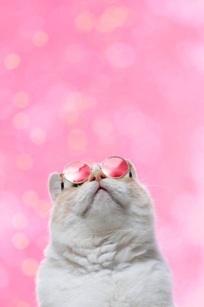 A fat cat with pink glasses on a pink background. Postcard A fat cat with pink glasses on a pink background. Postcard tinted sunglasses stock pictures, royalty-free photos & images