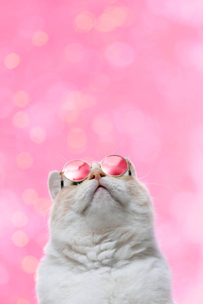 a fat cat with pink glasses on a pink background. postcard - tinted sunglasses imagens e fotografias de stock