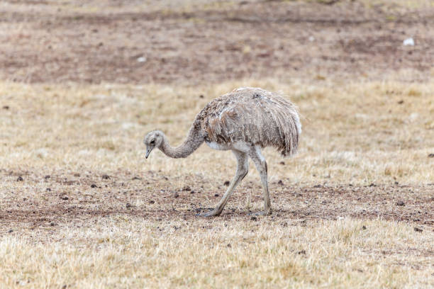 прекрасный вид на красивого, дикого страуса на патагонской земле. - argentina patagonia andes landscape стоковые фото и изображения