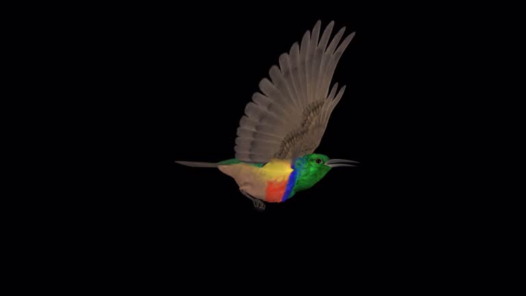 African Colorful Bird - Rainbow Sunbird - Flying Loop - Side View - Alpha Channel