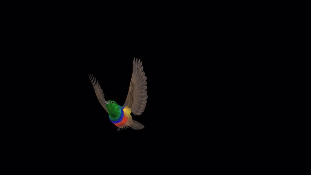 African Colorful Bird - Rainbow Sunbird - Flying Transition - III - Alpha Channel