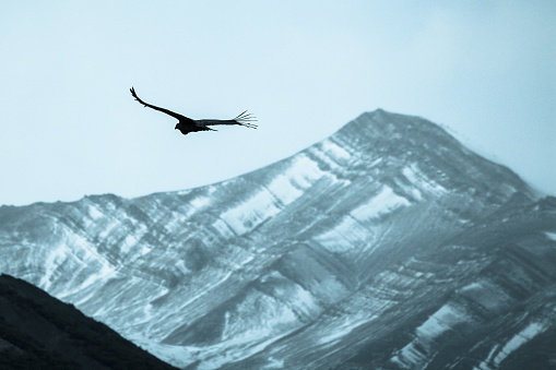 View of Condor in Los Glaciares National Park, El Chalten,Patagonia, Argentina.