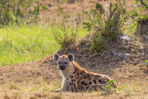 Spotted Hyena lying down on the savannah and rests