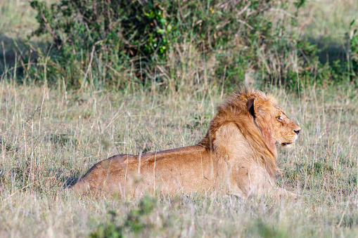 Lion male lying in the grass and looking