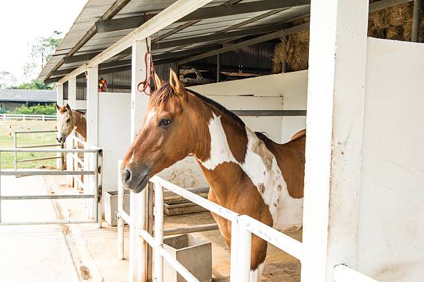 istock Small horse staple with two horses 184189747