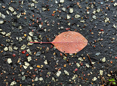 Pink leaf that looks like a fish, on a pavement after rain