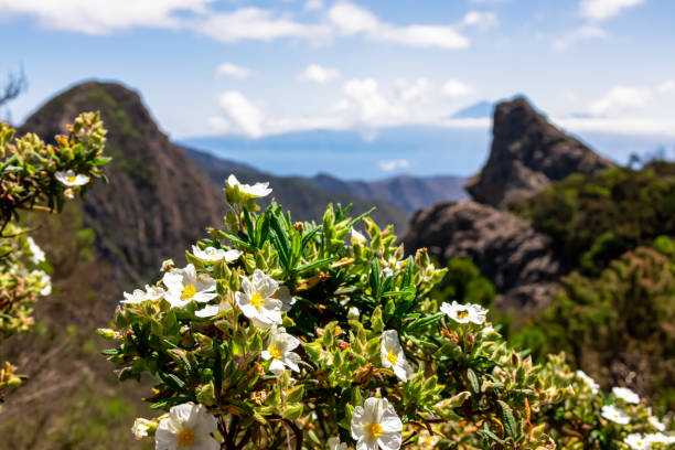istock Roque Agando - Selective focus on white flower Montpelier rock rose with scenic view on volcanic rock formations on La Gomera 1841902733