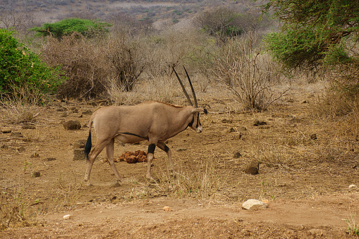Antilopen im Nationalpark Tsavo Ost, Tsavo West und Amboseli in Kenia