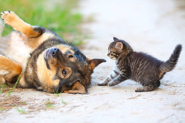 pequeno gato brincando com cachorro grande - defenseless - fotografias e filmes do acervo