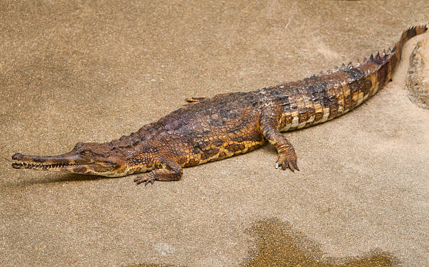 false gharial (Tomistoma schlegelii) false gharial (Tomistoma schlegelii) gavial stock pictures, royalty-free photos & images