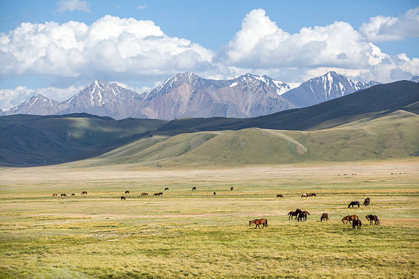 istock Herd of horses grazing in mountains 184191720