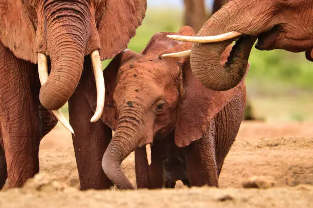 Elefanten im Nationalpark Tsavo Ost und Tsavo West in Kenia