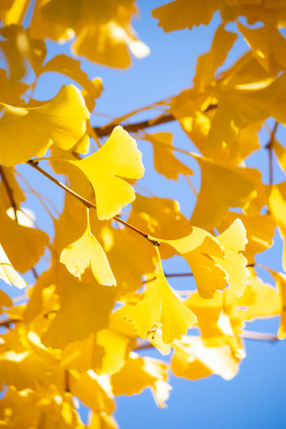 blue sky and ginkgo autumn leaves