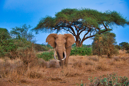 Elefanten im Nationalpark Tsavo Ost und Tsavo West in Kenia