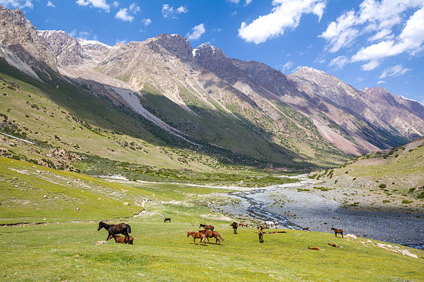 istock Mountain landscape with group of horses 184194039