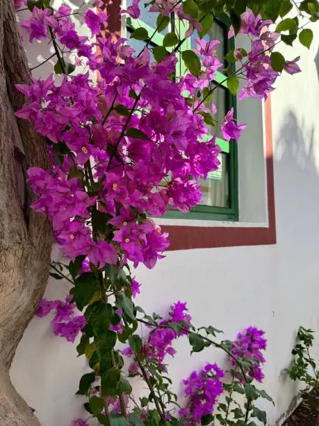 Typical planting on a house facade with bougainvillea flowers in the idyllic fishing village of Puerto de Mogán, Gran Canary Island, Spain