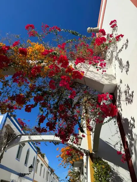 Beautiful bougainvilleas in the fishing village of Puerto de Mogán, going from house to house