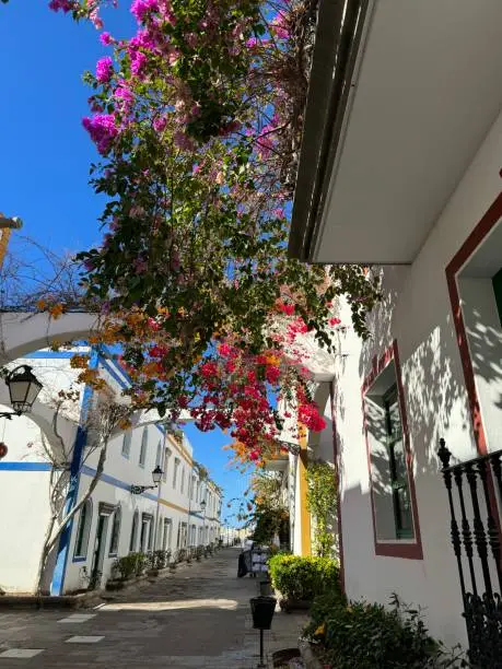 Beautiful house facades with bougainvillea flowers from house to house in fishing village Puerto de Mogán
