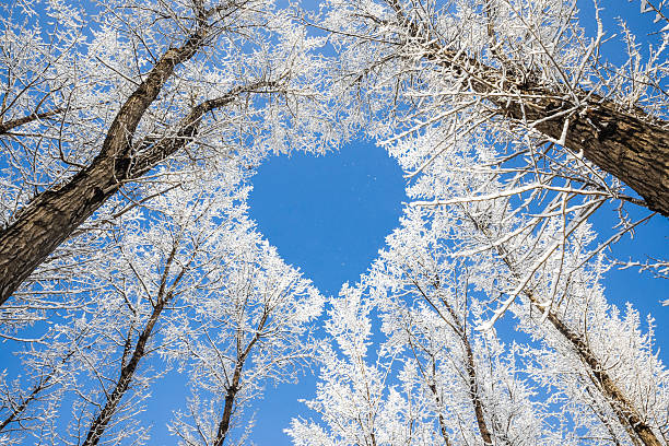 paisaje de invierno, ramas forma un patrón de forma de corazón - nature landscape tree snowcapped fotografías e imágenes de stock