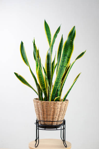 istock Snake plant, Dracaena trifasciata, Devil Tongue (Sansevieria trifasciata) in clay pot on white pattern wall background, wooden table. Small evergreen houseplant for modern home decor interior design 1841952522