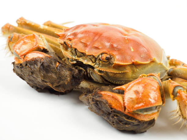 Chinese Mitten Crab on White Background