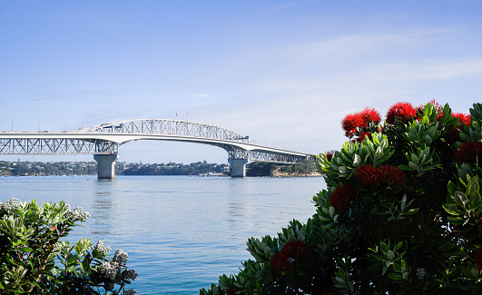 Auckland Harbour Bridge framed by Pohutukawa blooms. New Zealand Christmas tree.
