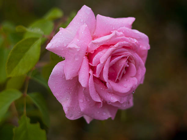 istock Pink Rose after the Rain 184196364