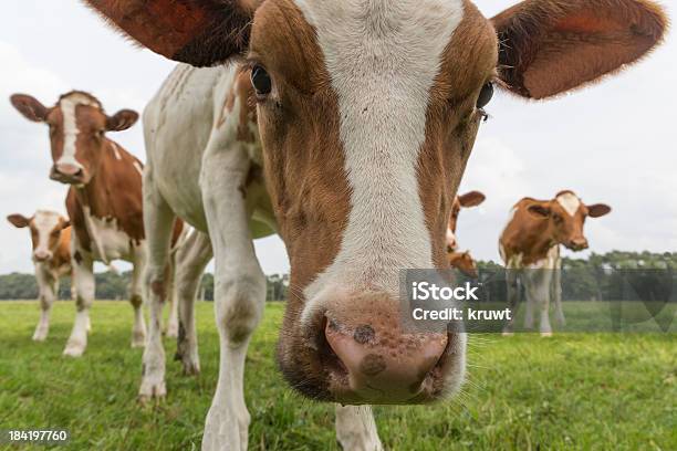 Foto de Curioso Em Holandês Pasto De Vacas e mais fotos de stock de Agricultura - Agricultura, Ajardinado, Animal