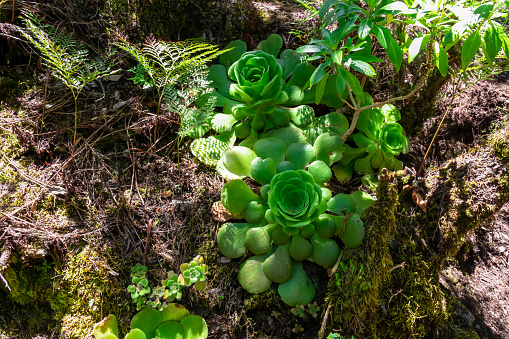 Tree houseleek (Aeonium cuneatum), an endemic species of the Garajonay National Park, La Gomera, Canary Islands, Spain, Europe. Selective focus on the flowering part of the plant in the laurel forest