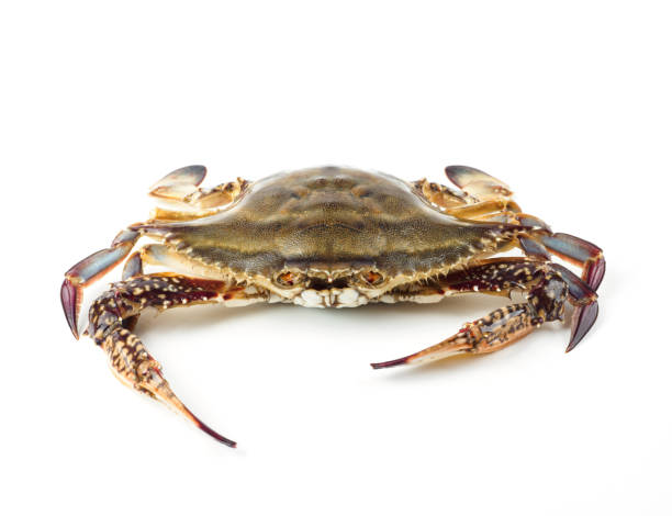 istock Portunus armatus on white background 1841983510
