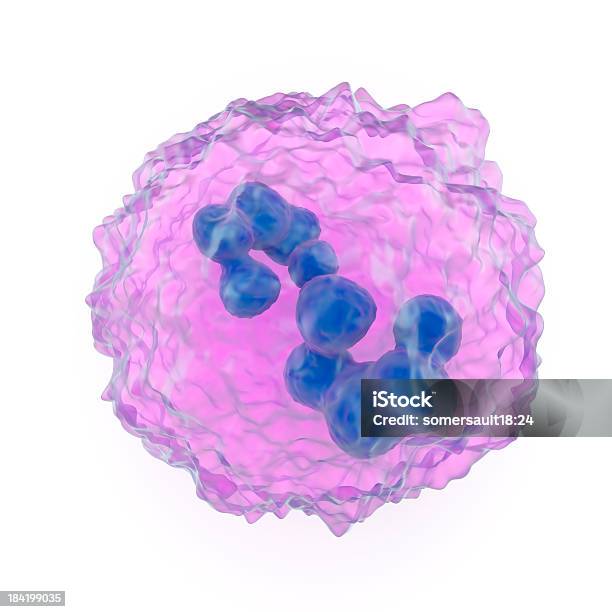 Megacariocita - Fotografie stock e altre immagini di Biologia - Biologia, Cellula, Cellula umana