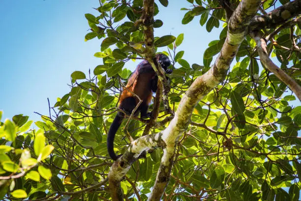 Spider-monkey in the forest of Corcovado National Park (Costa Rica)