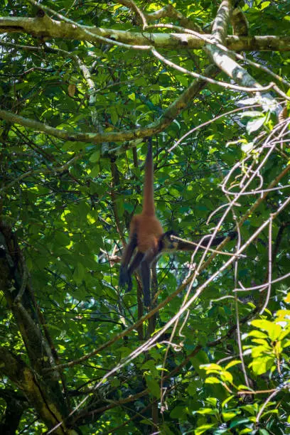 Spider-monkey in the forest of Corcovado National Park (Costa Rica)