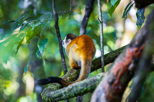 Squirrel monkey (Saimiri oerstedii) in Corcovado National Park (Costa Rica)