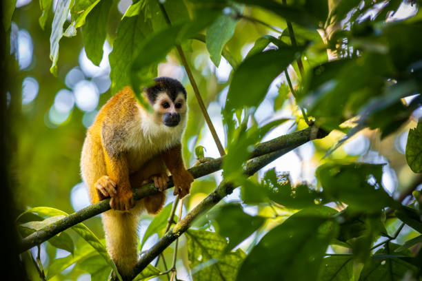 istock Squirrel monkey (Saimiri oerstedii) in Corcovado National Park (Costa Rica) 1841997643