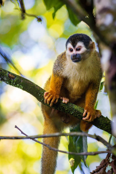 istock Squirrel monkey (Saimiri oerstedii) in Corcovado National Park (Costa Rica) 1841997647