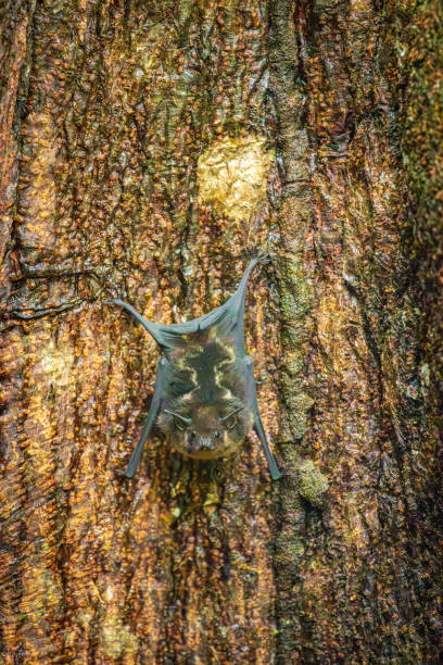 istock Bat in a tree of Corcovado National Park (Costa Rica) 1841998158