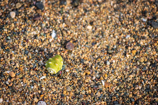 Green hermit crab in a beach of Drake bay (Costa Rica)