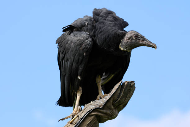 istock Black vulture during a raptor show 1842002338
