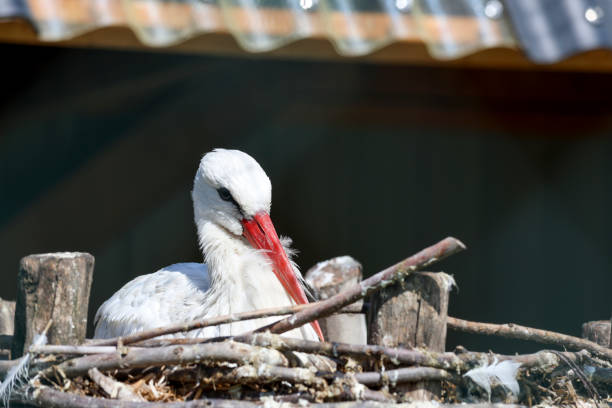 Stork is nearby during a raptor show in the Netherlands