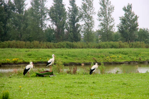 Stork is nearby during a raptor show in the Netherlands