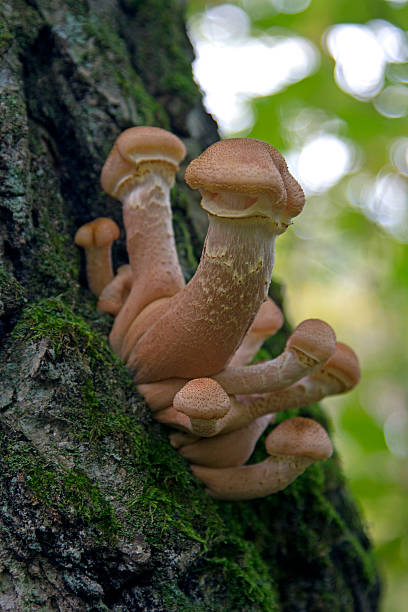 fungo divertente, - fungus moss log magic mushroom foto e immagini stock
