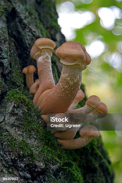 Funny Mushroom Stock Photo - Download Image Now - Penis, Small, Humor