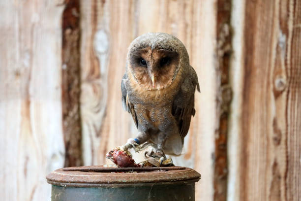 istock Barn owl eats a hamster on a milk can at raptor farm 1842016555